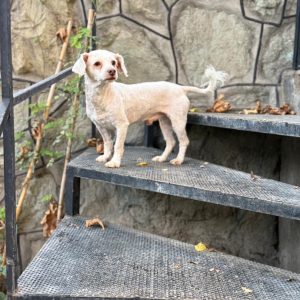 واگذاری رایگان