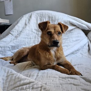 واگذاری رایگان سگ رها شده