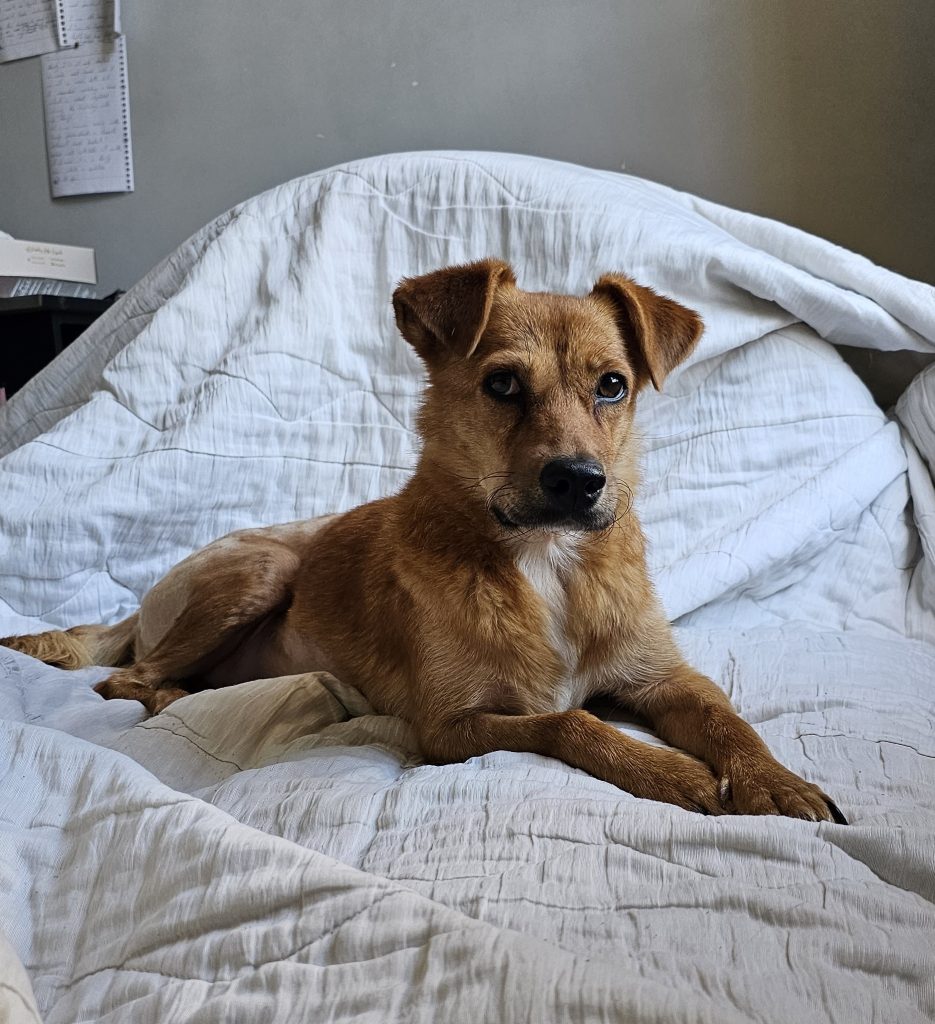 واگذاری رایگان سگ رها شده