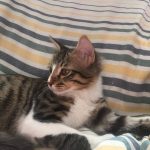 واگذاری رایگان بچه گربه