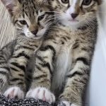 واگذاری پسربچه۳ ماهه مهربون🧚‍♀️