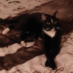 واگذاری دو گربه