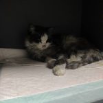 واگذاری گربه رها شده