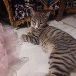 واگذاری گربه های مودب و خوشگل