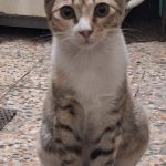 واگذاری گربه