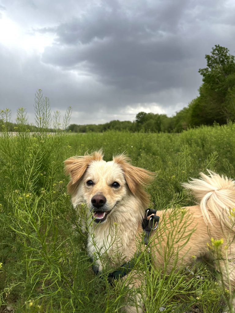 واگذاری فوری نژاد اشپیتز