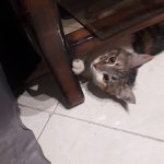 واگذاری گربه های مودب و خوشگل