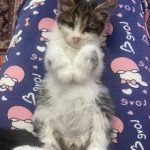 پرنس مو بلند خوشگل