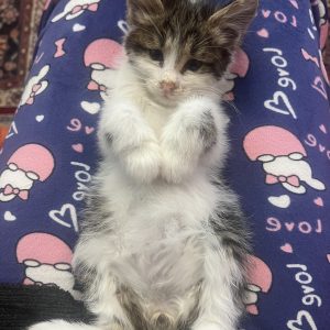 پرنس مو بلند خوشگل