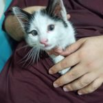 واگذاری گربه رها شده