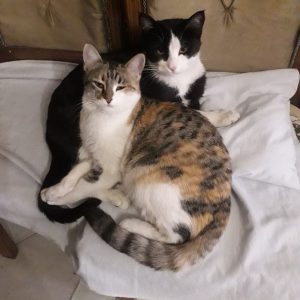 واگذاری گربه های مودب و خوشگل