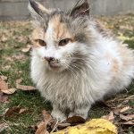 پرنسس زیبا مو بلند