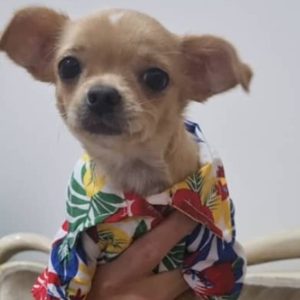 شیواوا ۱۱ ماهه