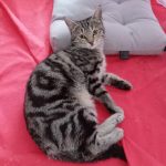 واگذاری گربه ماده شش ماهه