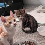 واگذاری بچه گربه