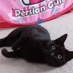 واگذاری گربه ماده ۶ ماهه