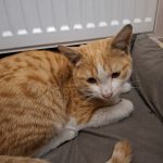 واگذاری گربه نارنجی