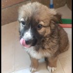 واگذاری فوری توله ماده بامزه و باهوش میکس ژرمن چهار ماهه