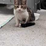 واگذاری بچه گربه