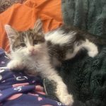 پرنس مو بلند خوشگل