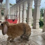 خرگوش لوپ اهلي