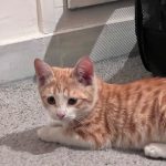 واگذاری بچه گربه