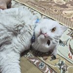 اسکاتیش فولد سفید نر