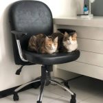 دوگربه dshدختر ک صاحبشون رها کرده رفته خارج