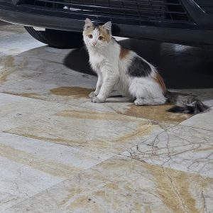 واگذاری گربه مو بلند