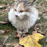 پرنسس زیبا مو بلند