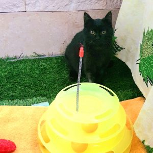 بچه گربه سیاه مهربون