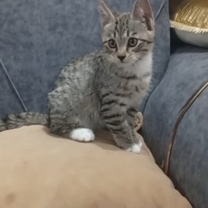 بچه گربه ی ماده dsh