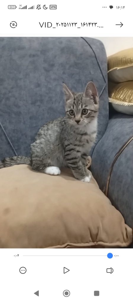 بچه گربه ی ماده dsh