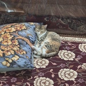 واگذاری گربه