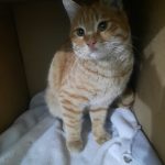 واگذاری گربه