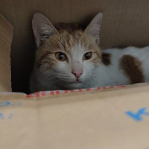 واگذاری گربه dsh