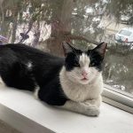 واگذاری گربه DSH دختر خوشگل🎀