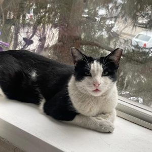 واگذاری گربه DSH دختر خوشگل🎀