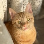 واگذاری گربه مهربون عقیم شده