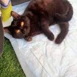 بچه گربه سیاه مهربون