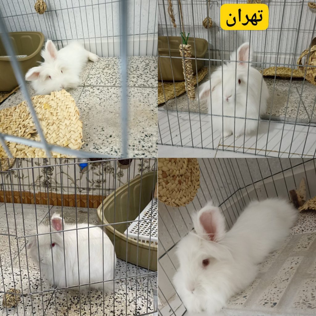 خرگوش لوپ آلبینو