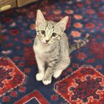 گربه دی اس اچ بشدت بازگوش و بغلی