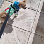 شیواوا ۱۱ ماهه