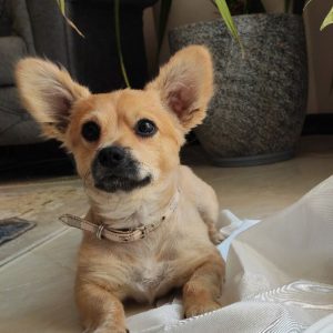 ژاپی سگ کوچک