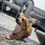 ژاپی سگ کوچک