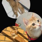 یک جفت گربه ملوس و خپاستنی