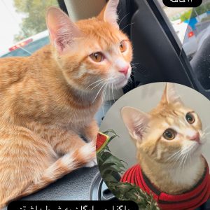 یک جفت گربه ملوس و خپاستنی