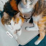 دوگربه dshدختر ک صاحبشون رها کرده رفته خارج