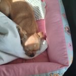 شیواوا ۱۱ ماهه