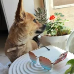 ژاپی سگ کوچک